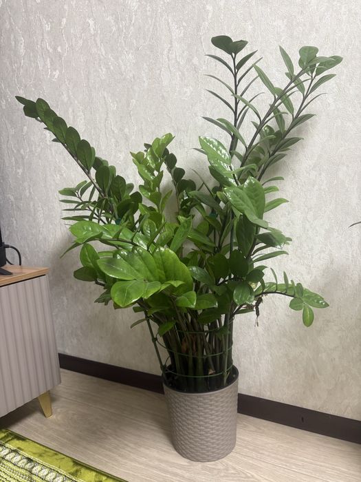 Продам комнатный цветок замиокулькас