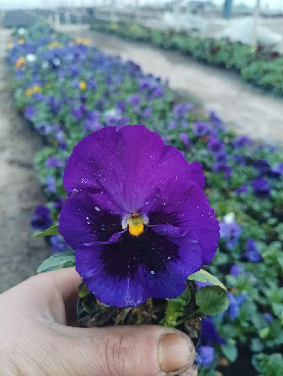 Viola (kapalak gul)