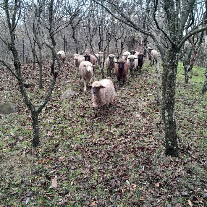 Vând 14 oi și 1 berbec