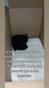 Котенок 2 - 3 месяця  девочка Павлодар