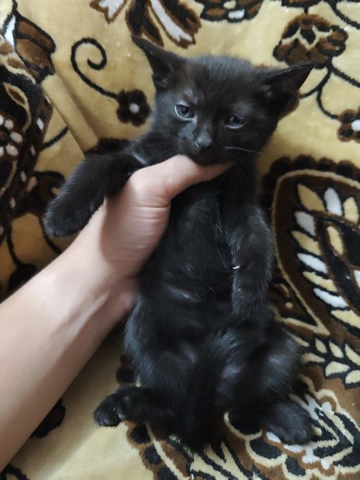Отдам котят добрые руки