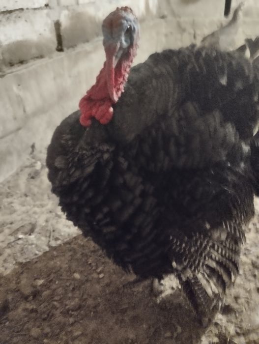 Бронзо-708 бир әтеш,бир мекиени сатылады.