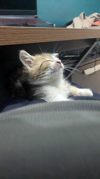 котенок тыгыдык, смешная, игривая