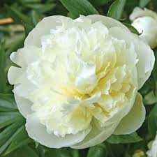 Rizomi ( bulbi) de Bujor Nobil Gigant, pt plantat, Alb, Roz, Rosu