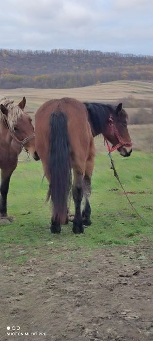 Vând 2 iepe gestante și o mânză de un an jumate