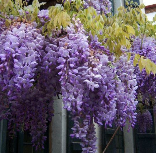 Wisteria (Glicina La Ghiveci) Diferite Culori