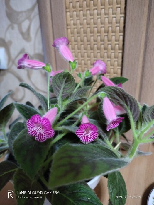 Колерия розовая мини,  отростки в стаканчике