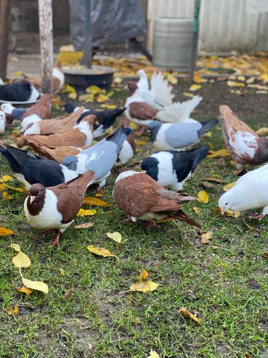 Vand porumbei rasa strasseri si rotati