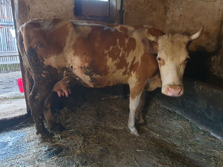 Vaca de vânzare.