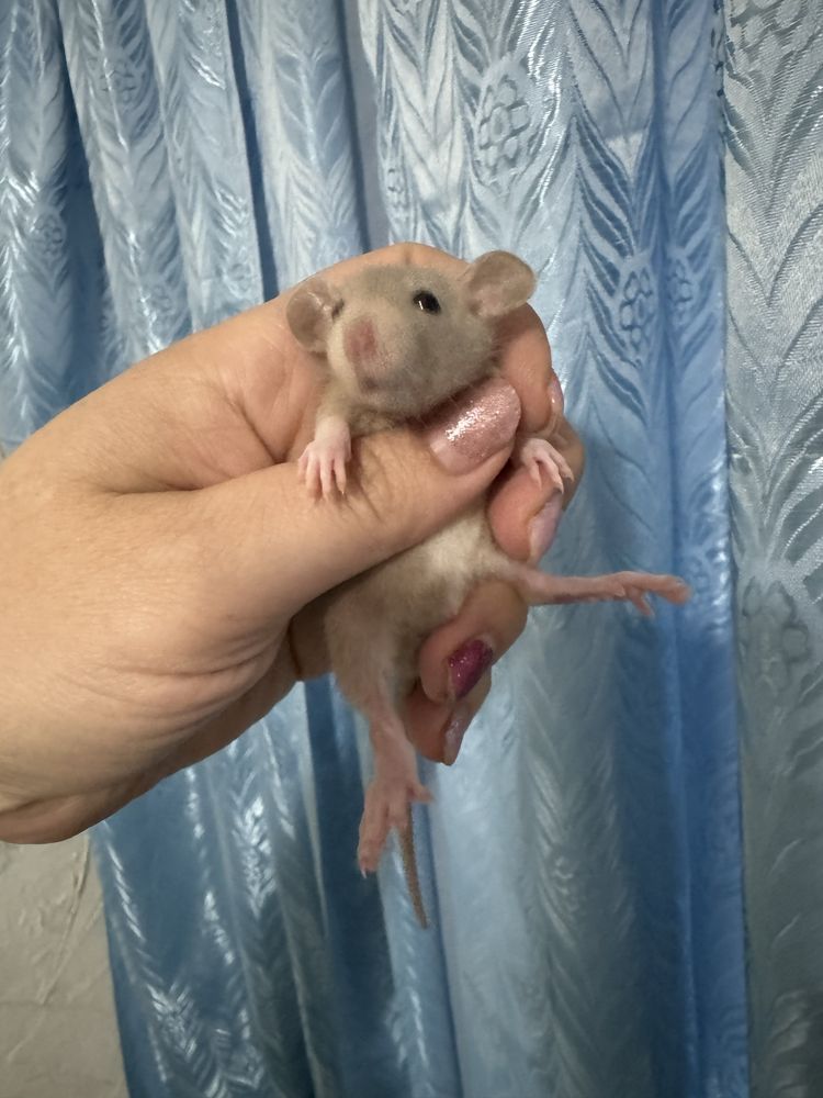 Крысы Дамбо