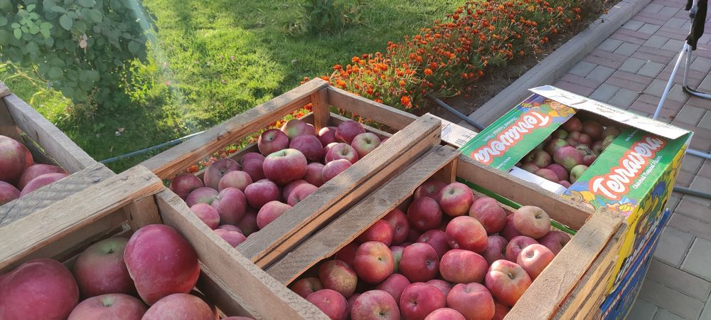 Яблоки в коробках. Бостандыкский район. Микр Казахфильм