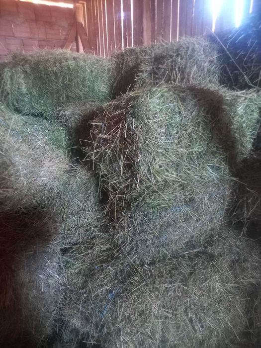 Люцерна и сено!!!