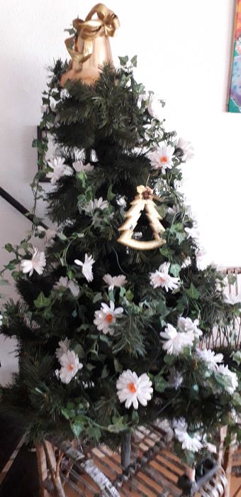 Елха височина 150см.