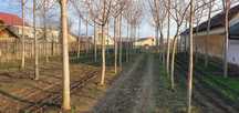 Defrisez cultura paulownia