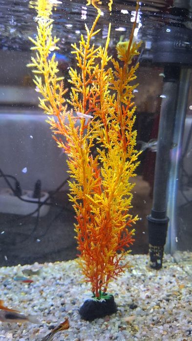 Acvariu 50 litri cu toate accesoriile necesare