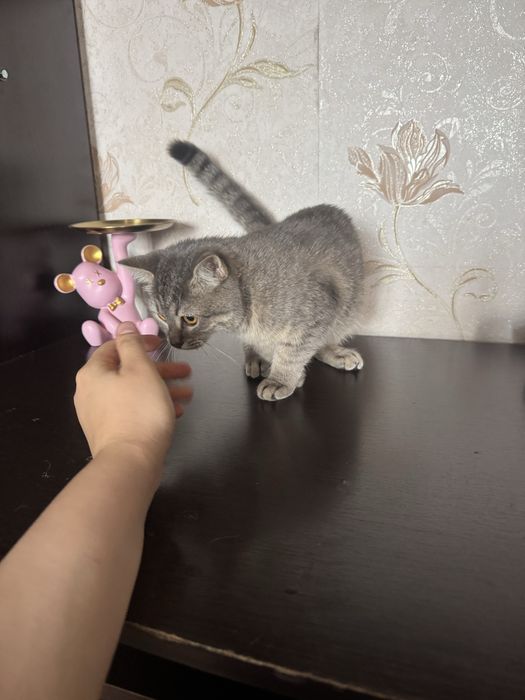 Vyazgaka erkek mushuk kerek