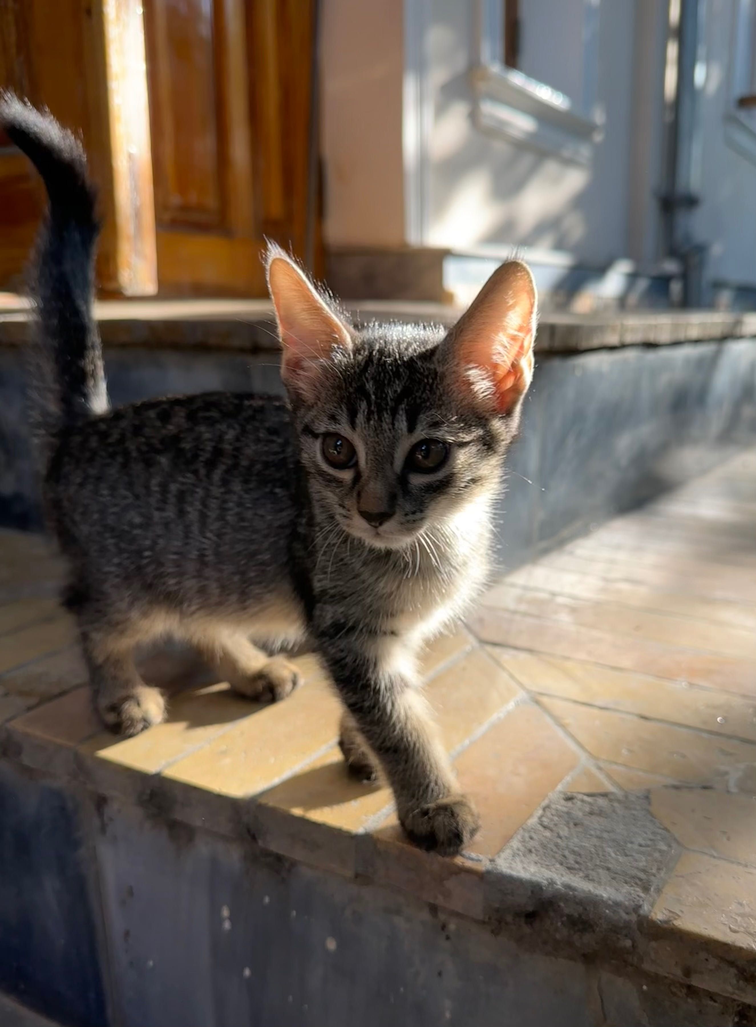 Котенок девочка.