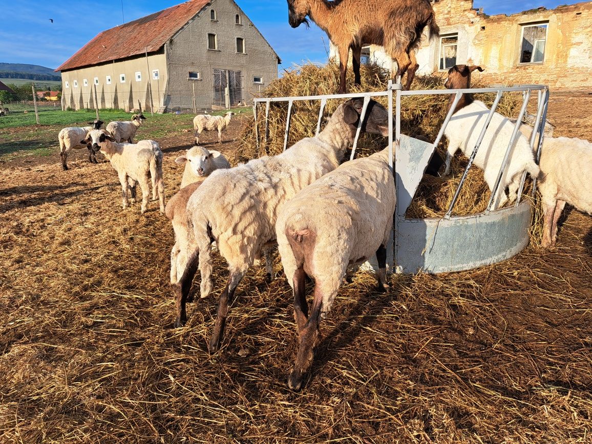 Vand sau schimb oi de rasa