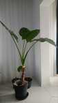 Vand Alocasia- Urechea Elefantului