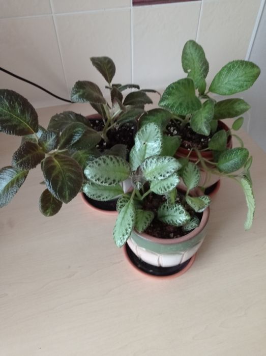 Эписции сортовые