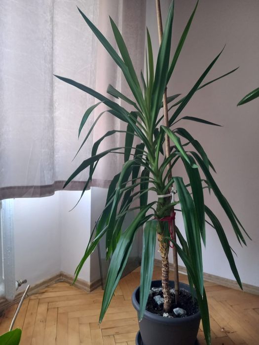 Vând Ficus și yucca
