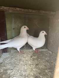 Porumbei albi voiajor schimb cu femela trippler sau berzata
