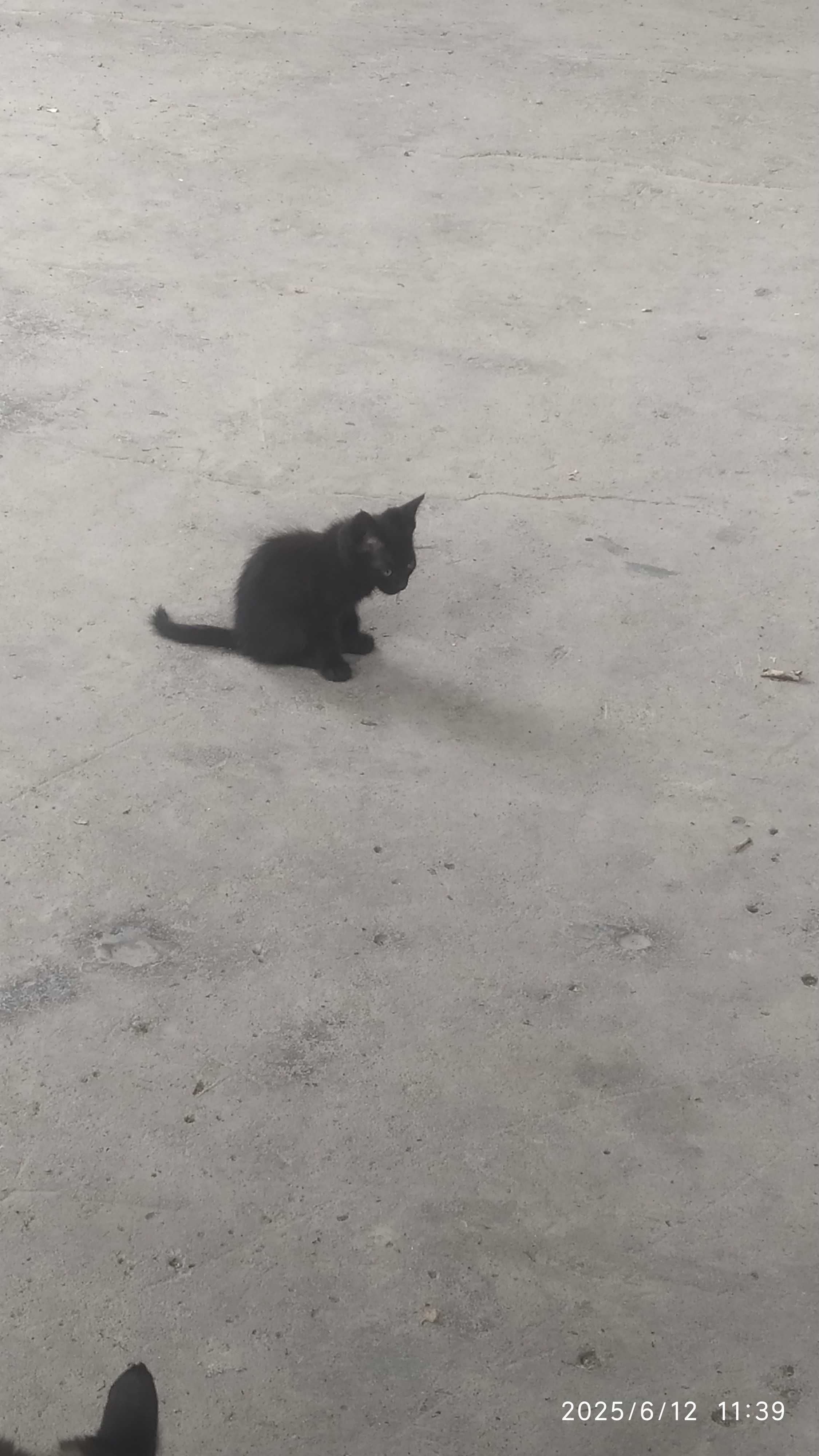 Котята Ленгер бесплатно