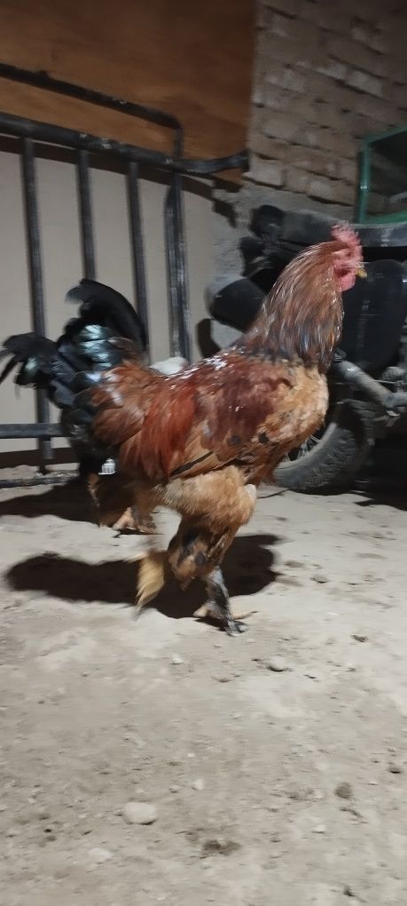 Har xil turdagi Xòrozlar  sotiladi