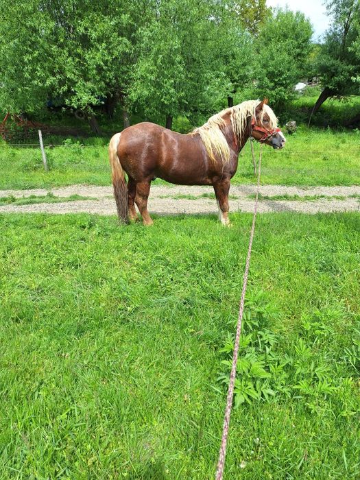 Armăsar 2 pe 3 ani