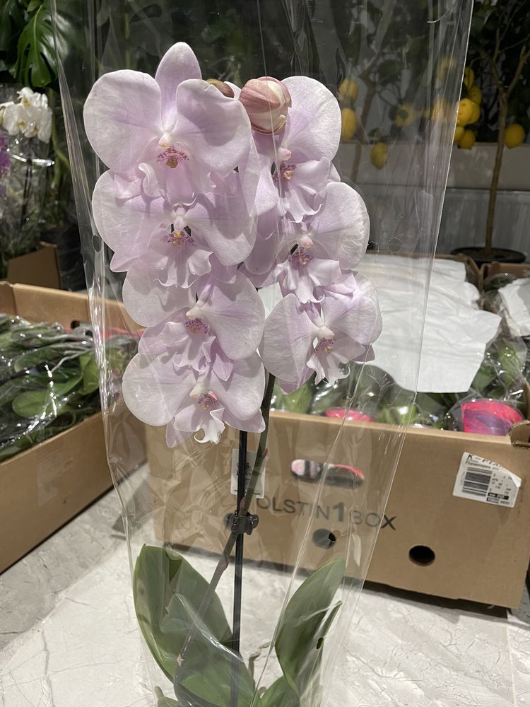 Орхидеи на выбор