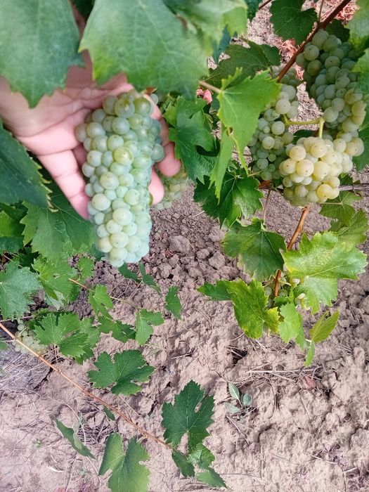Vând struguri de vin
