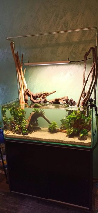 Amenajare acvarii și intretinere