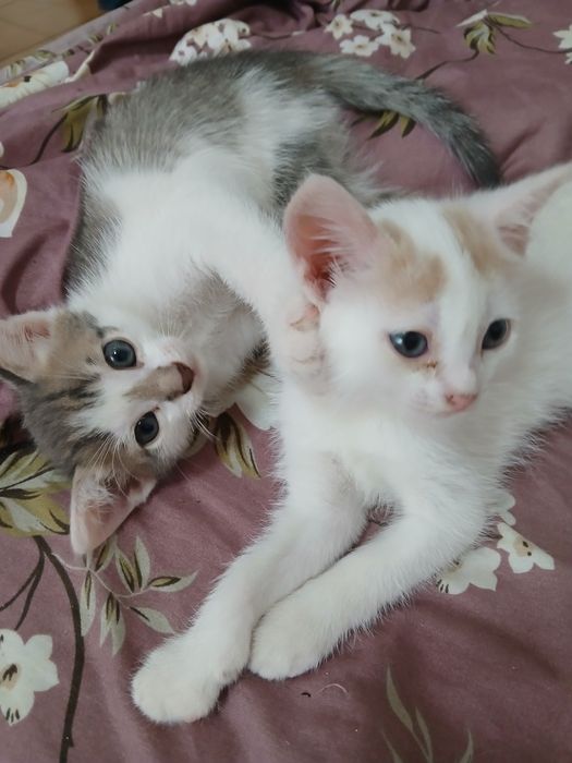 Отдам котят в добрые руки