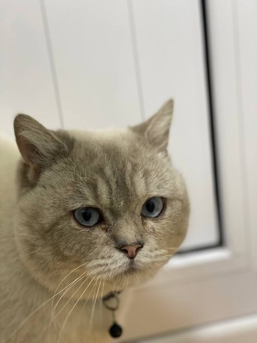 Britanskiy shinshila