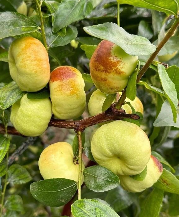 Jujube Giant la ghiveci anul 4