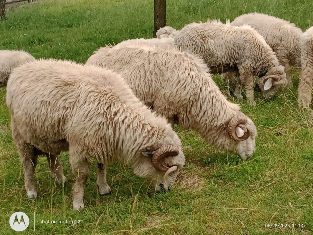 Berbecii de vânzare