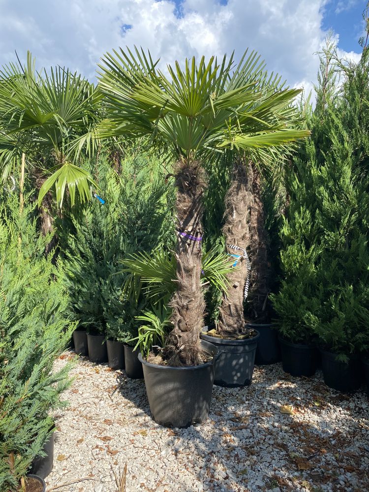 Palmier fortunei cycas humilis etc