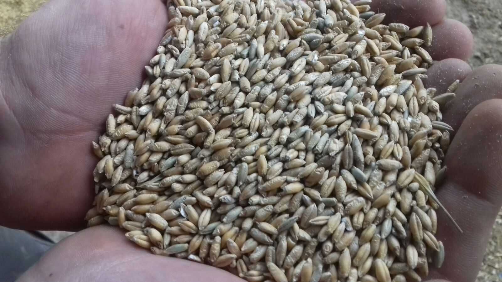 Triticale de vanzare