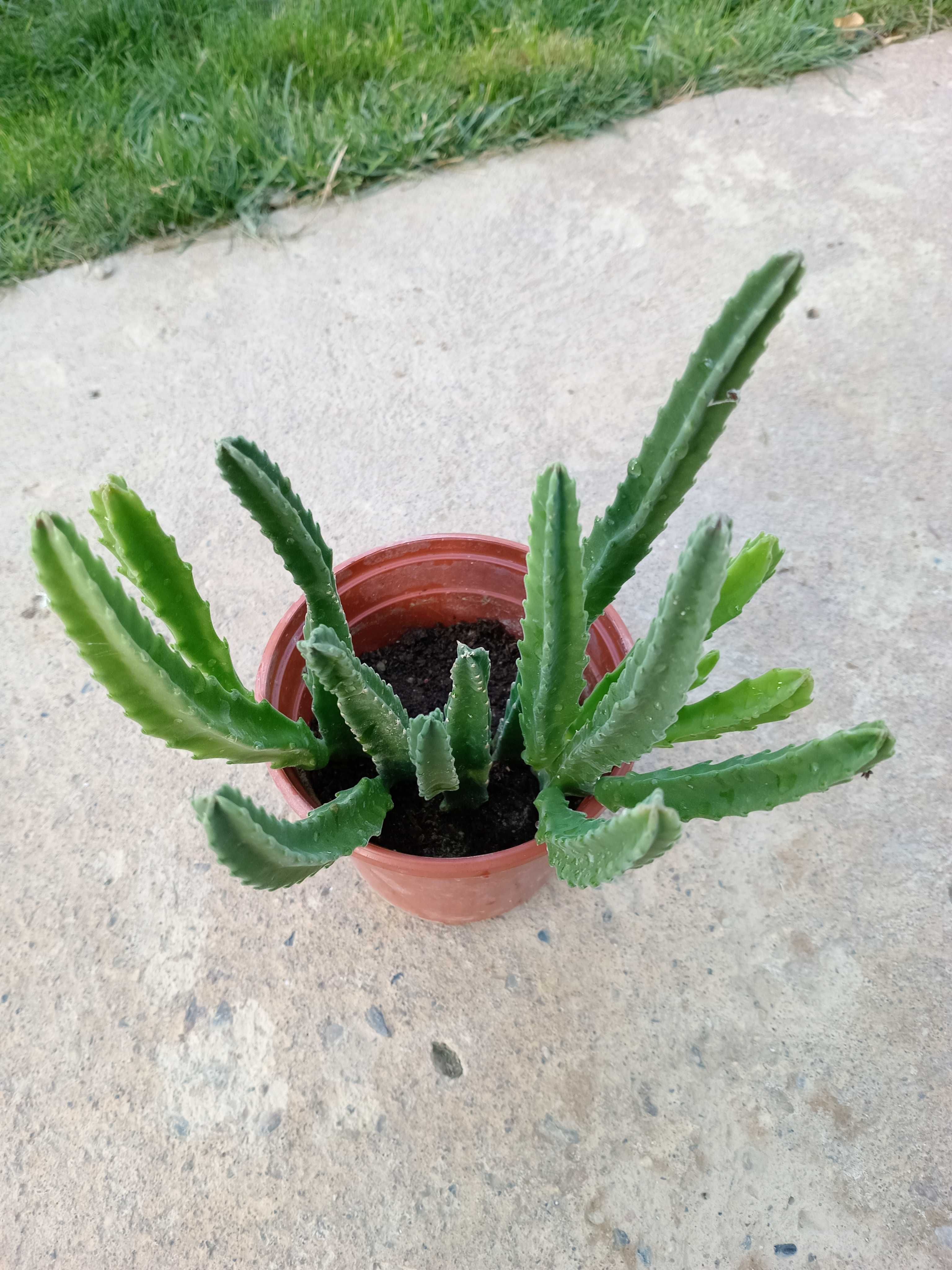 Стапелия /  Stapelia grandiflora