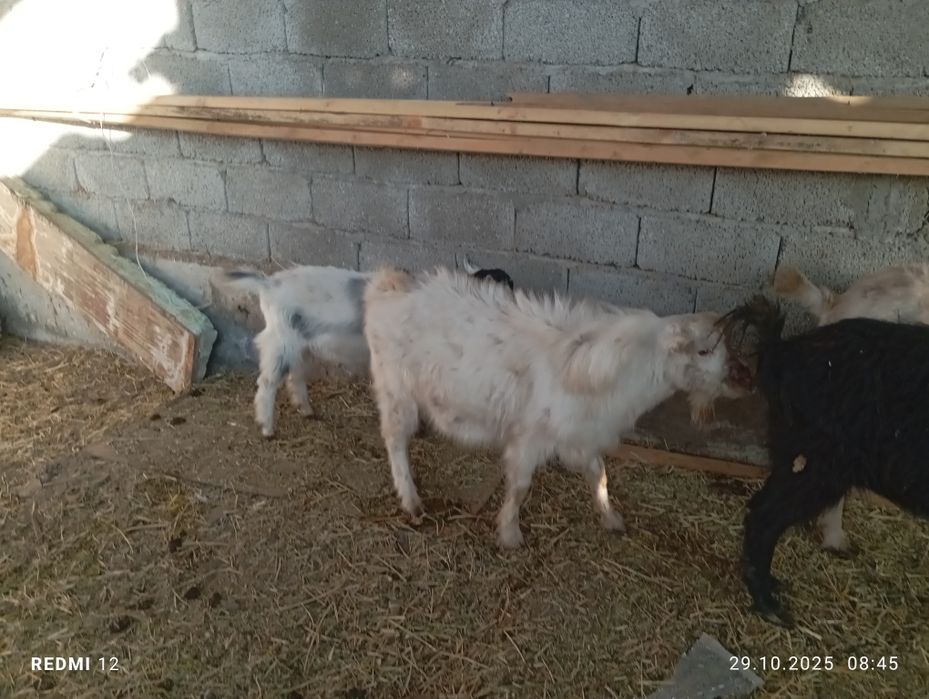 Ешкы сатылымда зор ешкылер