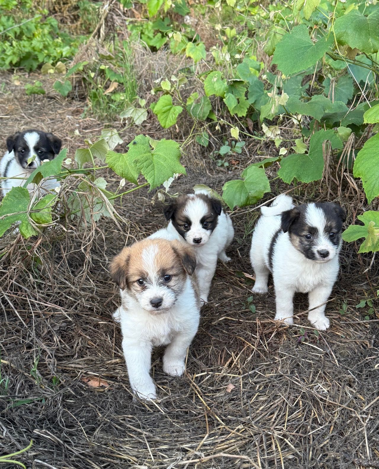 Cățeluși spre adopție