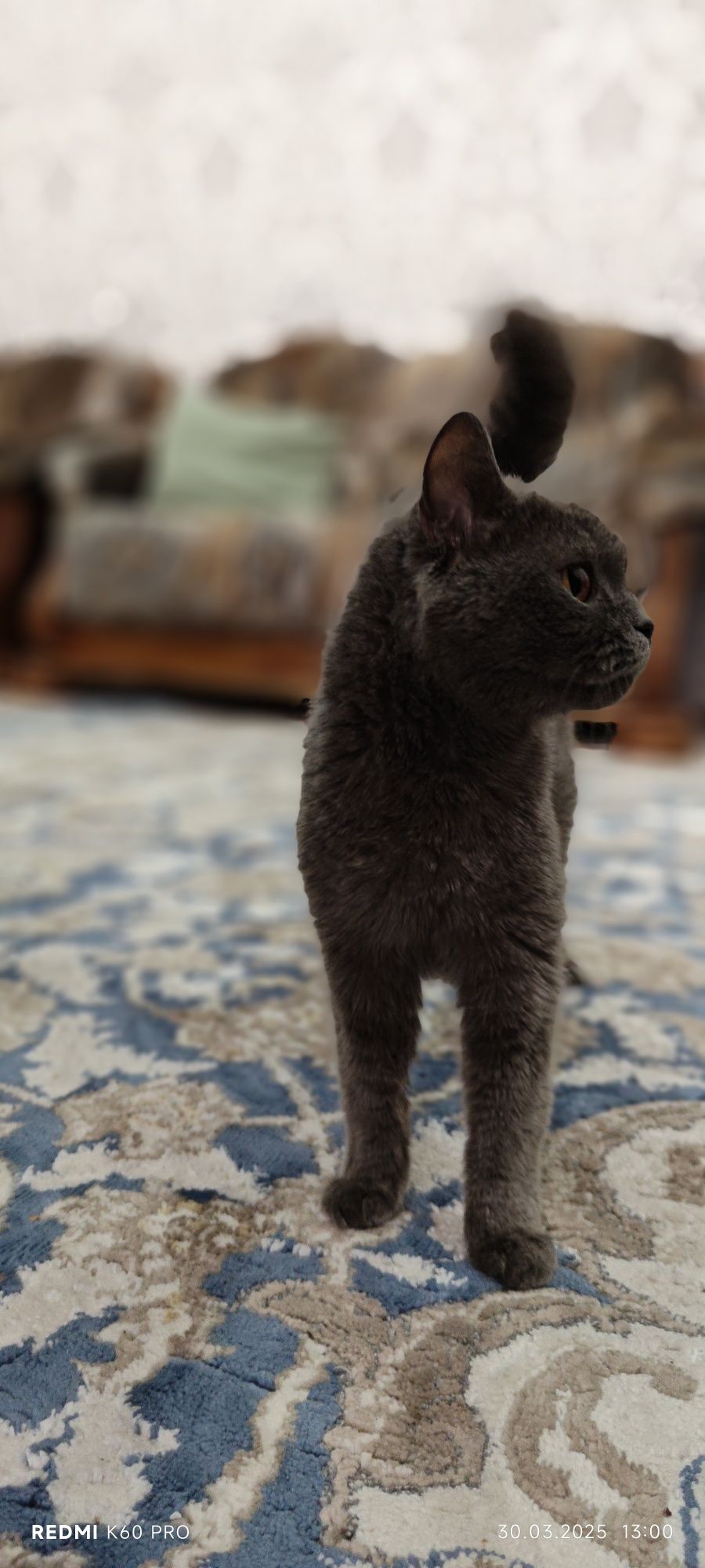 Scottish straight (Скоттиш Страйт), Британская короткошёрстная кошка