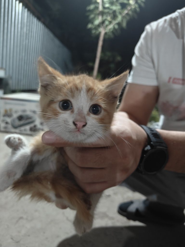 Бесплатно котята