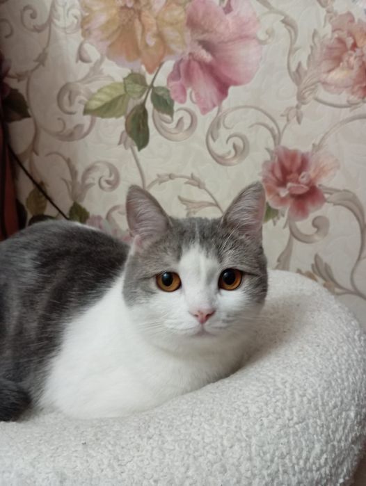 Обояшка кошечка Мяка принесет удачу и счастье)