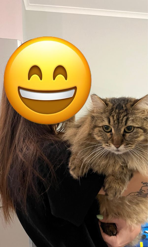 Подарявам котка, прилича на сибирка