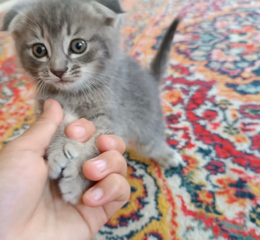 Скотиш 4 серых котят