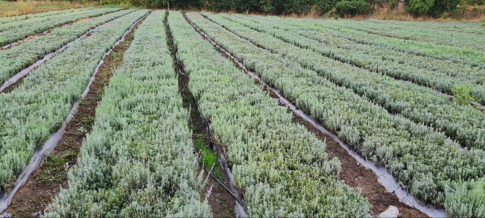 Расад маслодайна роза(Дамасцена,Сентифолиа, Алба)