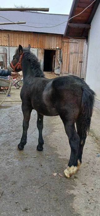 Vând manzuca de 4 luni jumate