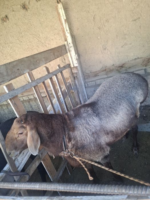 Uyda boqilgan qurbonlikka