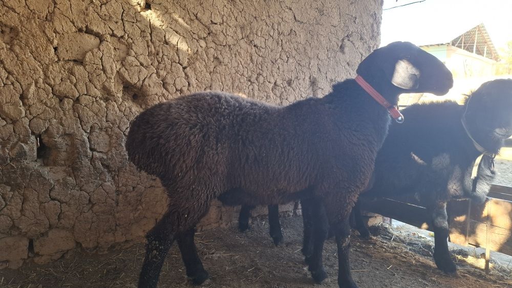 Qo ‘chqorla sotila